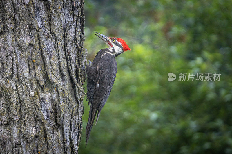 北美洲的啄木鸟，(Dryocopus pileatus)，大皮克。